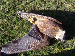 dead peregrine falcon