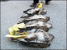 Derbyshire dead buzzards 2010