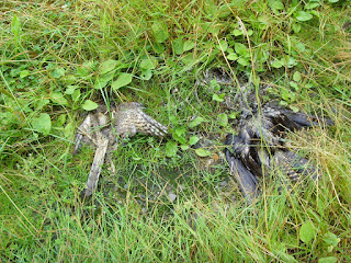 Found Raptor Dead raptors found in suspicious circumstances in Devon – Raptor ...