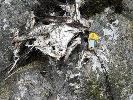 The poisoned golden eagle