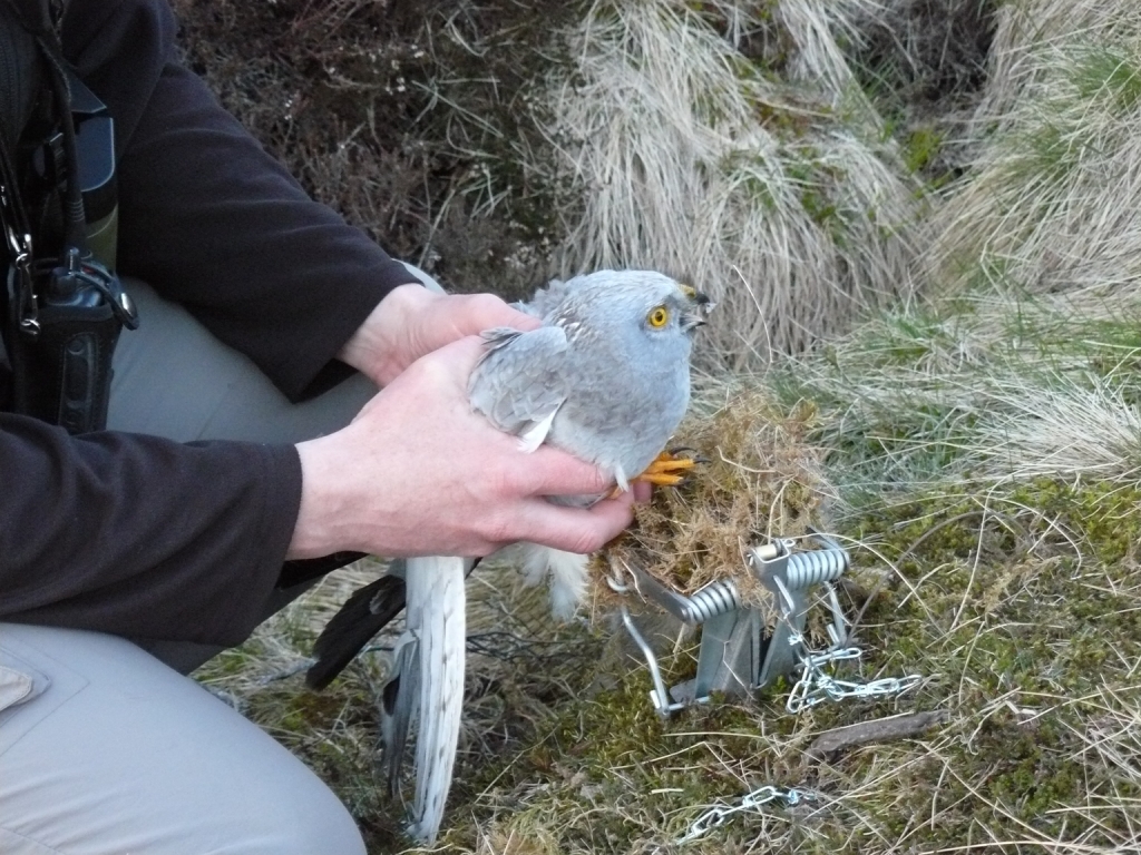 Hen harrier being removed from illegal trap on Moy Estate