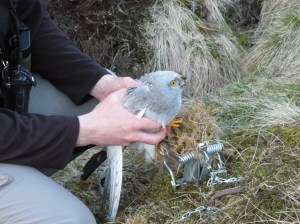 Hen harrier being removed from illegal trap on Moy Estate