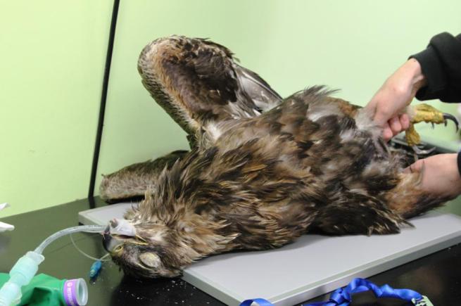 This golden eagle was found shot, critically injured &left to die on a Scottish grouse moor. Photo SSPCA