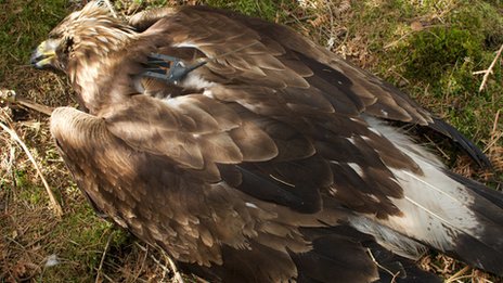 The dead golden eagle