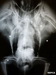 _65765793_red_kite_xray_224