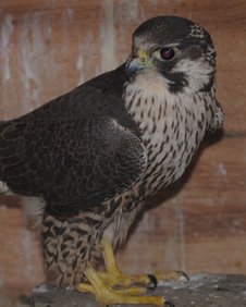 _66033291_peregrine