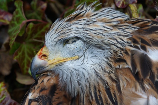 A dead red kite