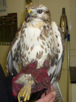 Buzzard shot Farndale 2013