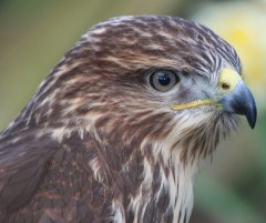 buzzard 3