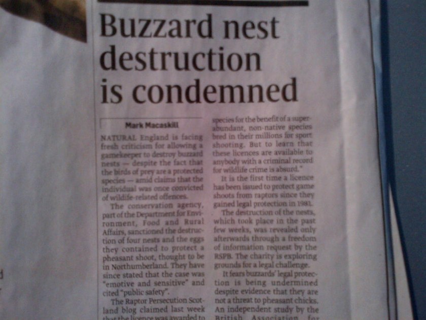 Sunday Times buzzard licence