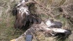 247135-police-operation-after-golden-eagle-poisoned-with-illegal-pesticide-410x230