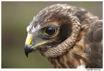 Hen-Harrier-1 avico ltd