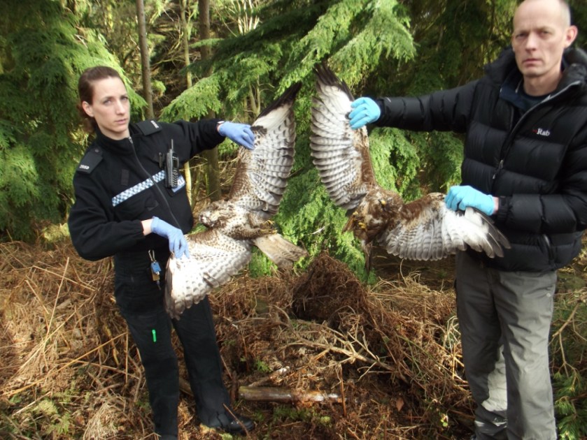 PC Helen Felton and RSPB with two killed buzzards_a