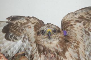 shot buzzard hessilhead