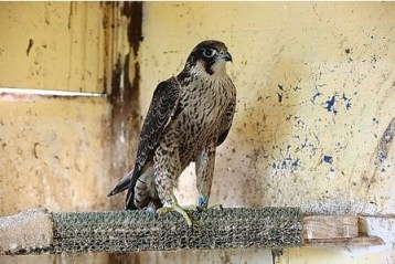 peregrine shot