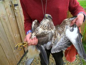 Hexham buzzard