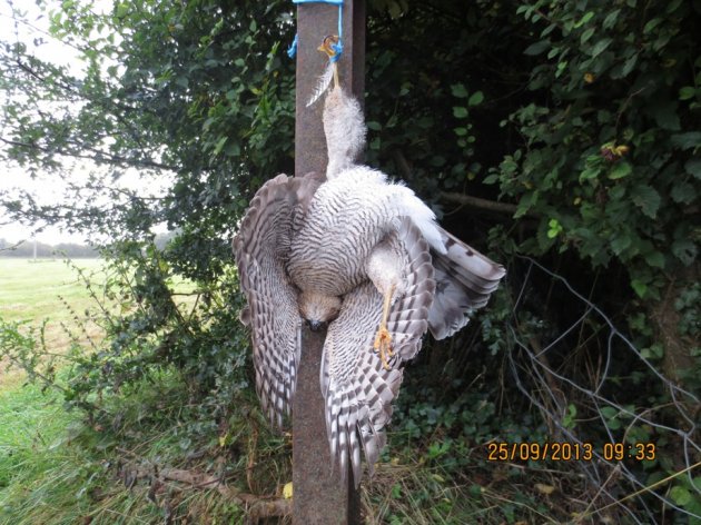 shot hung spar Ireland