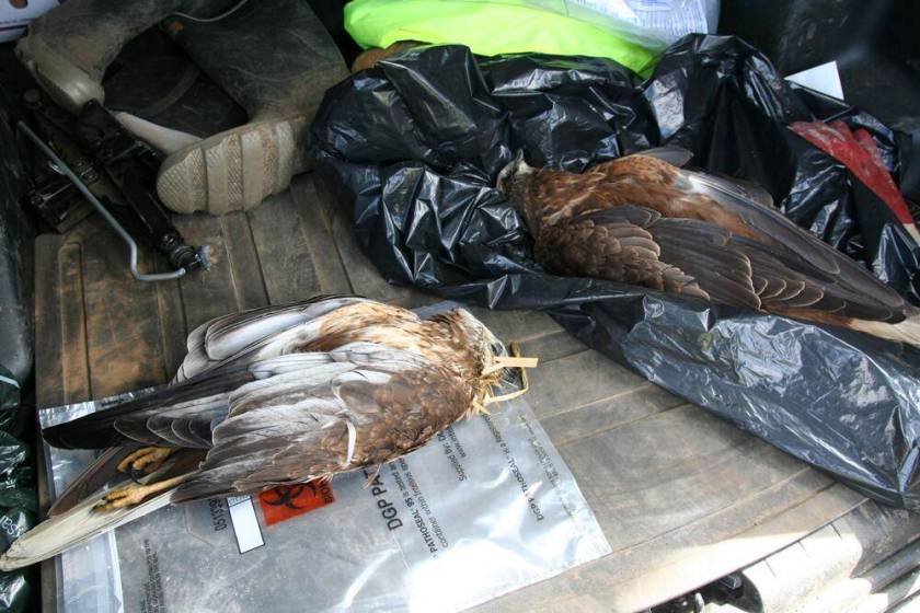 Marsh Harriers poisoned Nene 2013