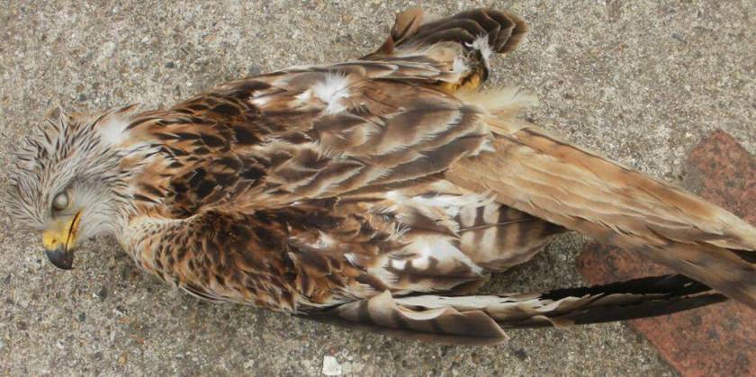 RK poisoned Lincoln 2013