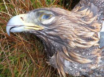 Fearnan Angus Glens Dec 2013