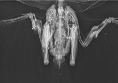 BZ shot Dereham Jan 2014