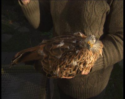 Red Kite shot N Yorks Oct 2013