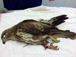 Buzzard spring trapped Winscar Reservoir 2