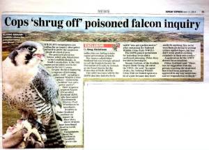 Leadhills peregrine Sunday Express April 2014