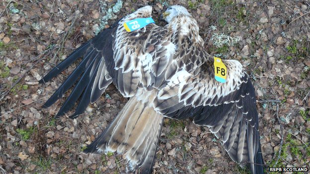 Red Kite F8 Ross-shire Massacre