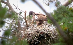 Sea-eagle chick 1 nest