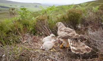 Hen harrier
