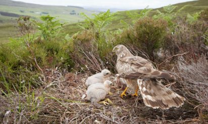 Hen harrier