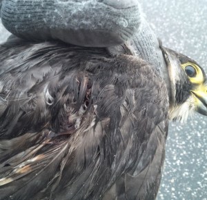 Perg shot seaton Devon May 2014