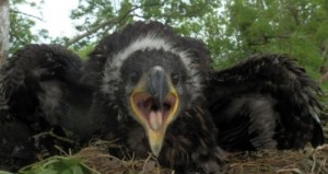 WTE iRELAND 2013 Co Clare Allan Mee