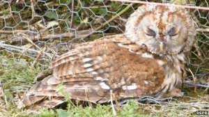 tawny owl