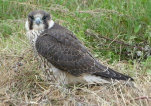 shot perg suffolk aug 2014