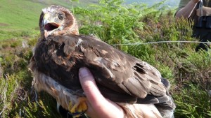 tagged_hen_harrier_bowland_2014_Jude Lane