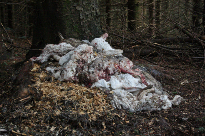 mountain hare cull angus glens large