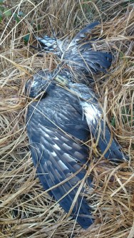 Heather_dead_(Barry_ODonoghue_NPWS)