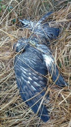 Heather_dead_(Barry_ODonoghue_NPWS)