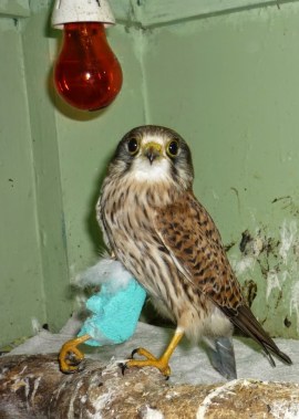 kestrel shot Ryedale 2015 2 - Copy