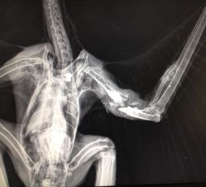 BZ shot west tilbury essex March 4th 2015 - Copy