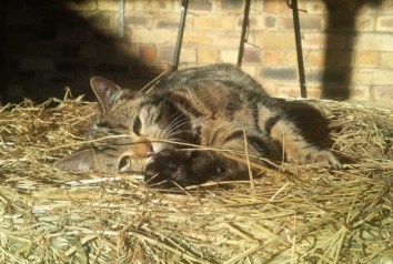 Cat poisoned Midlothian Dec 2014 Bootes - Copy