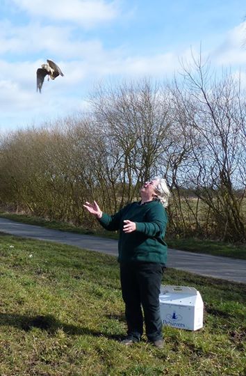 kestrel shot Ryedale 2015 released - Copy