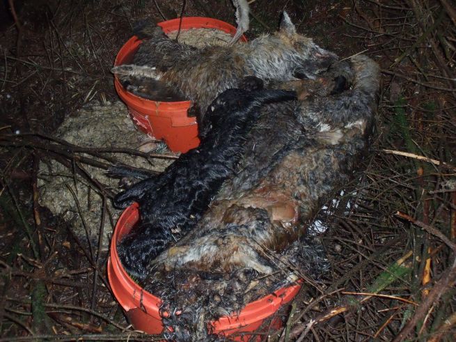 Leadhills dead cat stinkpit - Copy