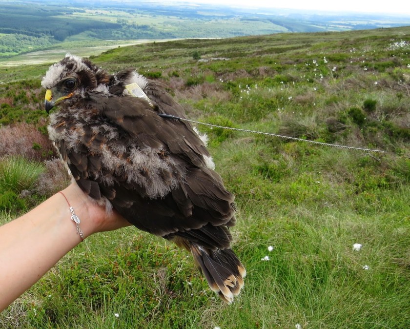 Annie with her sat tag