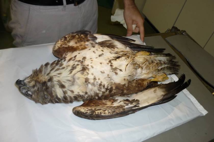 BZ shot Malton April 2015