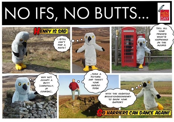 No ifs no butts