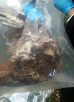 Red kite fawkes shot NI MAY 2015