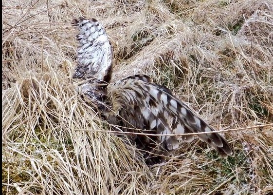 Annie Langholm harrier shot April 2015